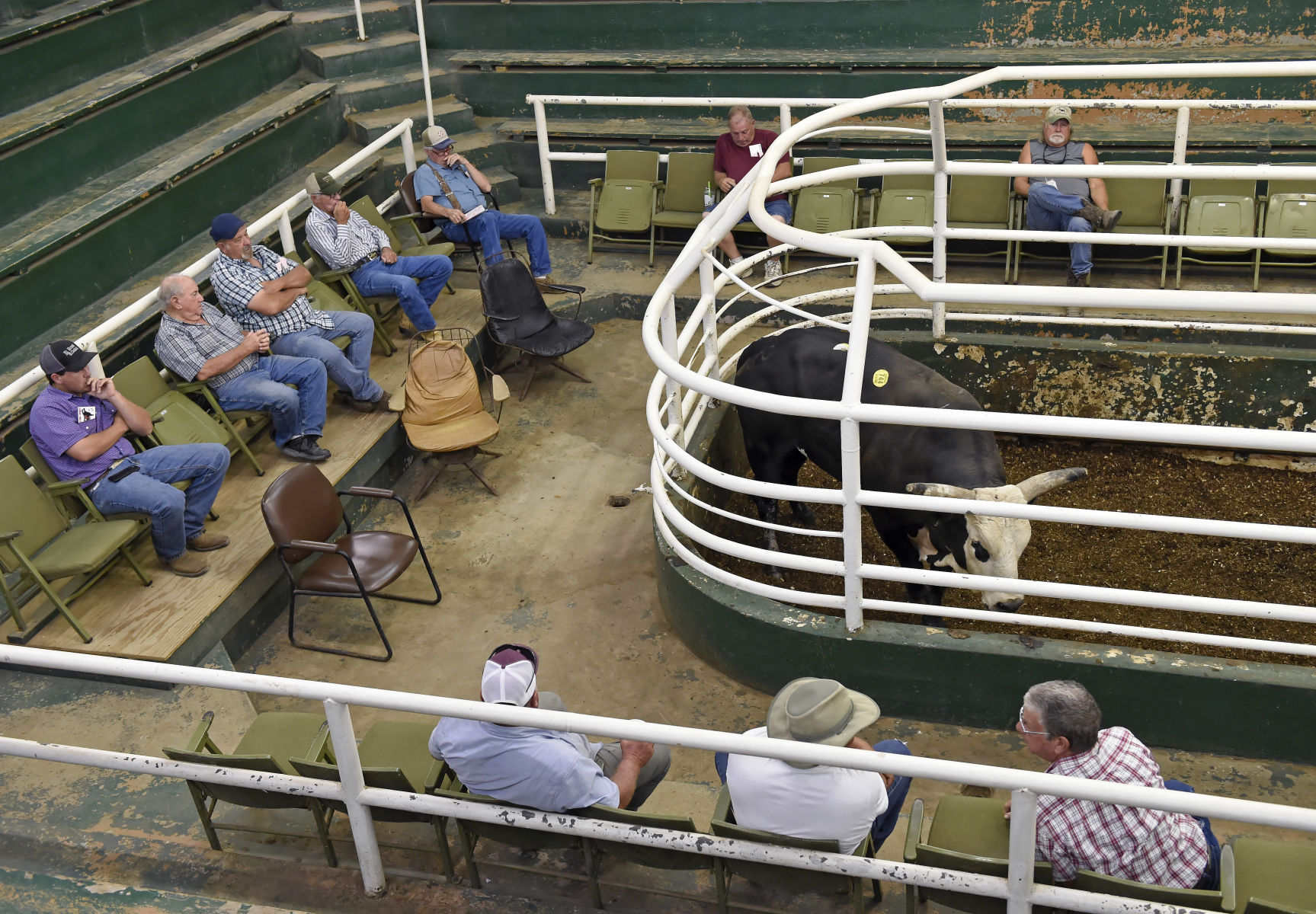 BR.wildstockyard0137.adv bf.jpg